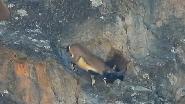 Dev boynuzları engel olmadı: Dar mağaraya böyle girdi