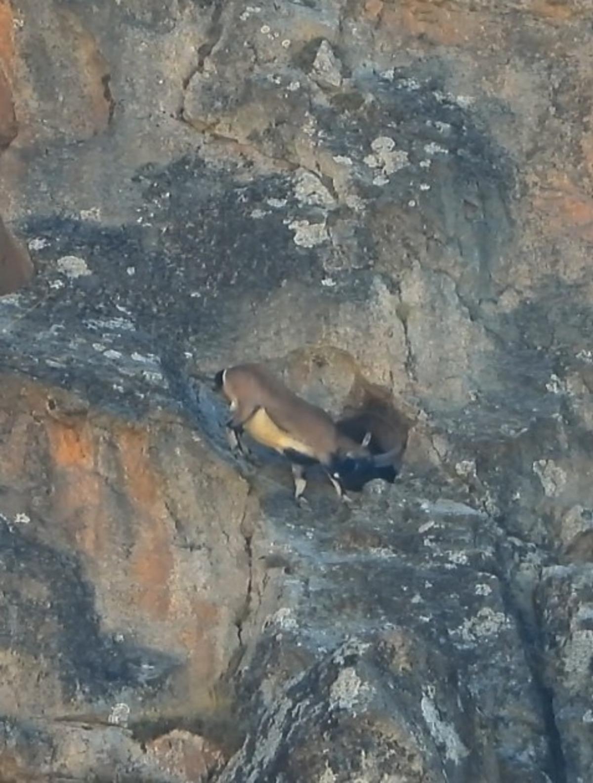 Dev boynuzları engel olmadı: Dar mağaraya b&ouml;yle girdi 1