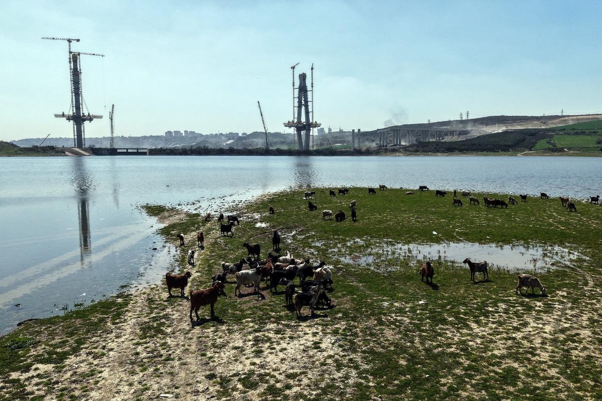 İstanbul un yeni yüzü: Bir yanda köprü diğer yanda keçiler 2