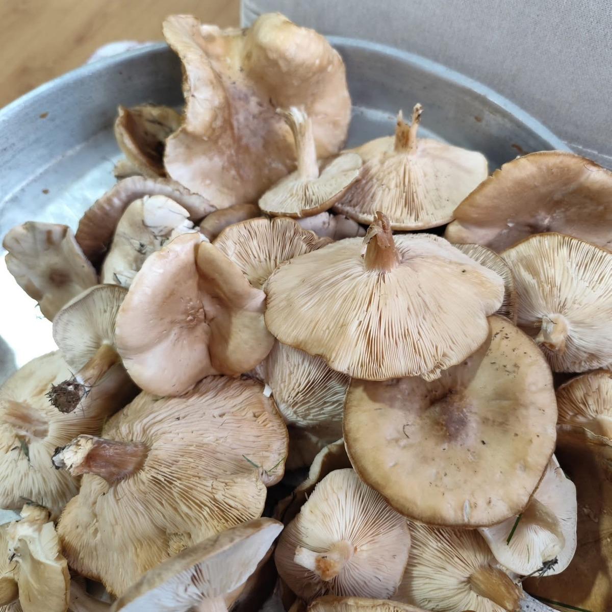 Doğada kendiliğinden yetişiyor, tadı kebapla yarışıyor 1