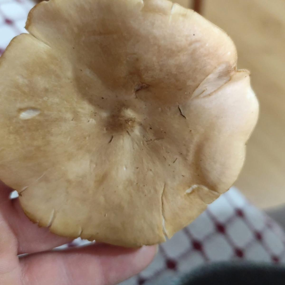 Doğada kendiliğinden yetişiyor, tadı kebapla yarışıyor 2