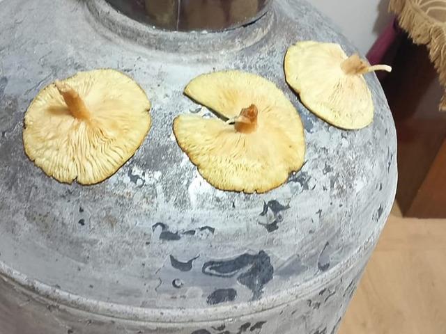 Doğada kendiliğinden yetişiyor, tadı kebapla yarışıyor