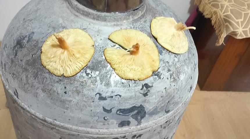 Doğada kendiliğinden yetişiyor, tadı kebapla yarışıyor