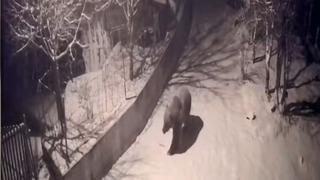 Artvin’de aç kalan ayılar köylere indi