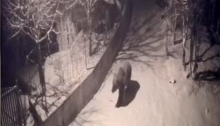 Artvin&rsquo;de a&ccedil; kalan ayılar k&ouml;ylere indi