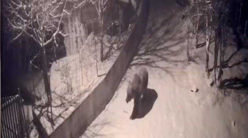 Artvin&rsquo;de a&ccedil; kalan ayılar k&ouml;ylere indi