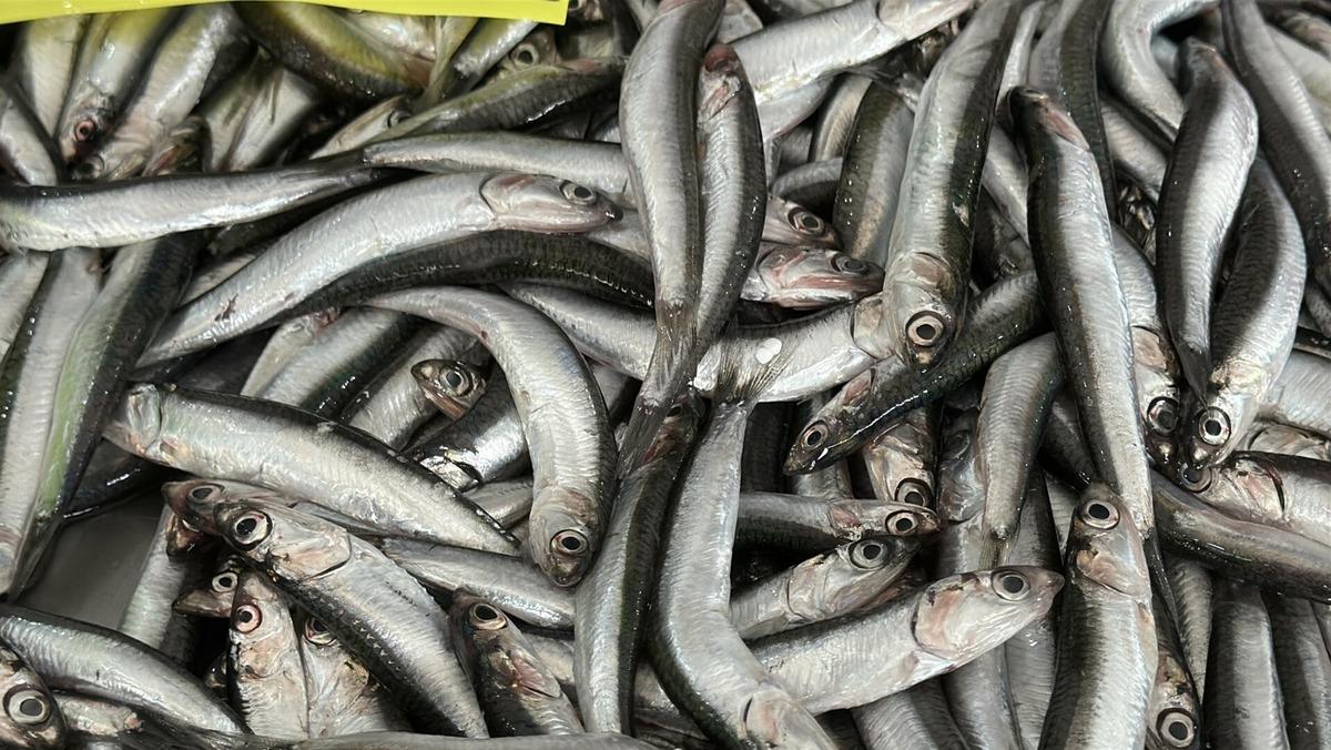 2 ayda 300 bin ton balık avlandı: "Hızlı avcılık pek &ccedil;ok sıkıntı getirdi" 4