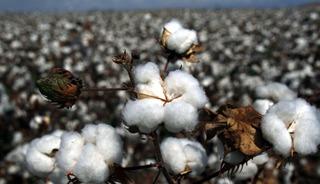 Pamuk fiyatları k&uuml;resel ekonomide yavaşlama beklentisine rağmen y&uuml;kselişini s&uuml;rd&uuml;r&uuml;yor
