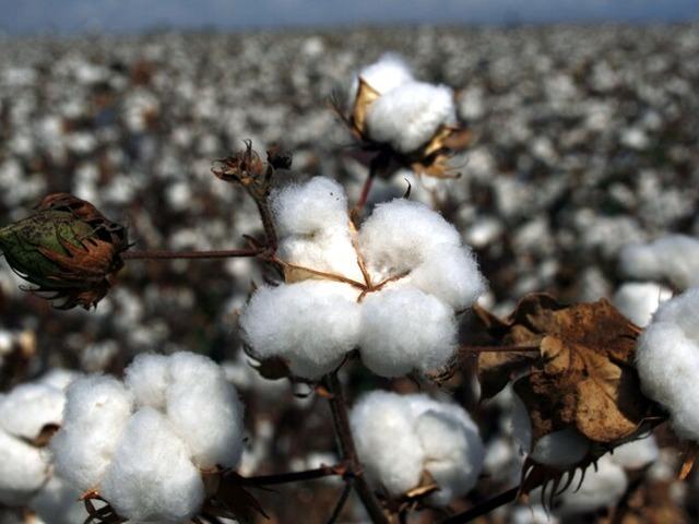 Pamuk fiyatları y&uuml;zde 18.5 arttı!