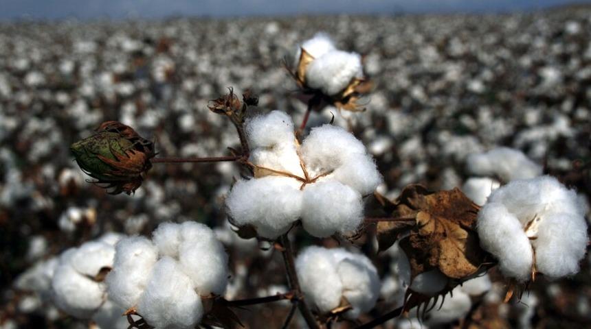Pamuk fiyatları k&uuml;resel ekonomide yavaşlama beklentisine rağmen y&uuml;kselişini s&uuml;rd&uuml;r&uuml;yor
