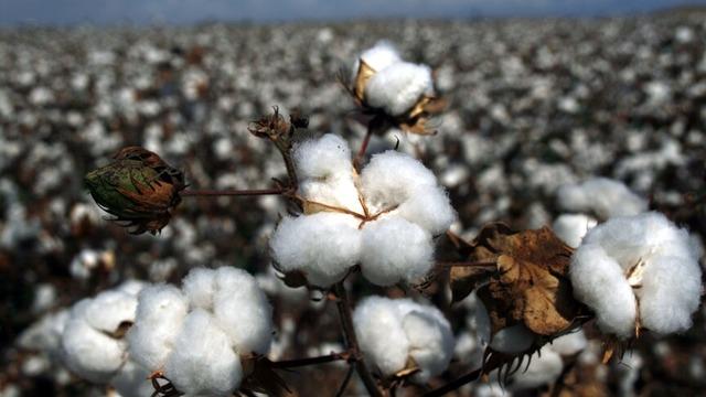 Pamuk fiyatları küresel ekonomide yavaşlama beklentisine rağmen yükselişini sürdürüyor