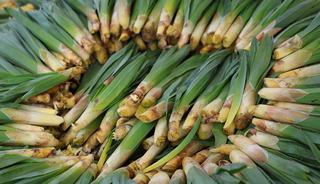 Dağlardan toplanan doğal antibiyotik tezgahta! 100 liraya satılıyor, alan stok yapıyor