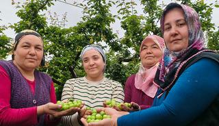 Mersin'de hasat başladı: Fiyatı 200 TL'ye kadar d&uuml;şt&uuml;!