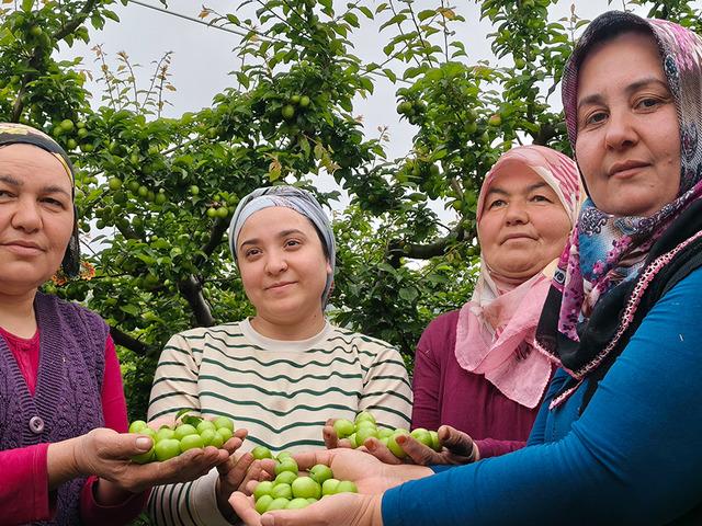 Mersin'de hasat başladı: Fiyatı 200 TL'ye kadar d&uuml;şt&uuml;!