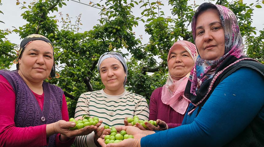 Mersin'de hasat başladı: Fiyatı 200 TL'ye kadar d&uuml;şt&uuml;!