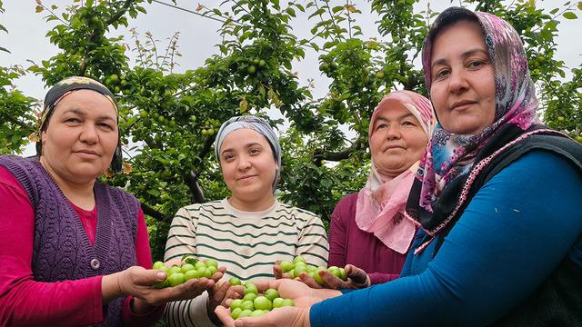 Mersin'de hasat başladı: Fiyatı 200 TL'ye kadar düştü!