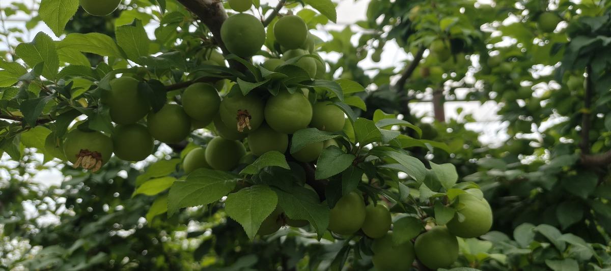 Mersin de hasat başladı: Fiyatı 200 TL ye kadar d&uuml;şt&uuml;! 1