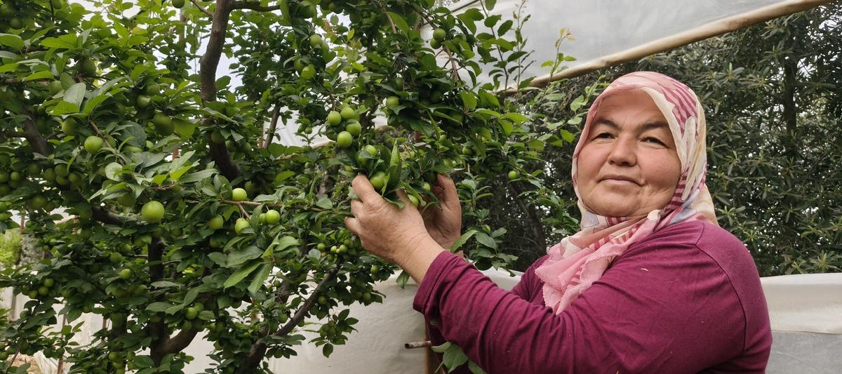 Mersin de hasat başladı: Fiyatı 200 TL ye kadar d&uuml;şt&uuml;! 2