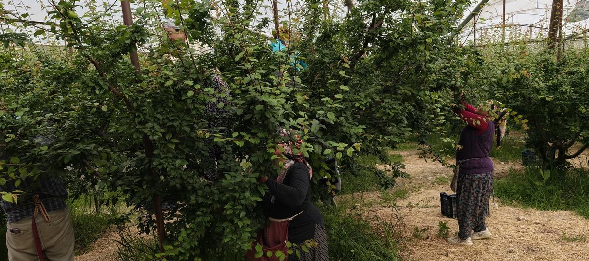 Mersin de hasat başladı: Fiyatı 200 TL ye kadar d&uuml;şt&uuml;! 3