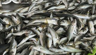 2 ayda 300 bin ton avlandı: "Pek &ccedil;ok sıkıntı getirdi"