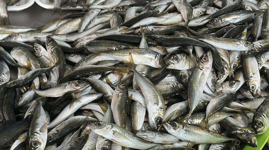 2 ayda 300 bin ton balık avlandı: "Hızlı avcılık pek &ccedil;ok sıkıntı getirdi"