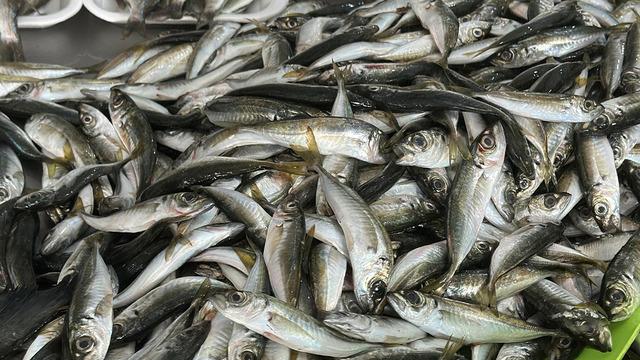 2 ayda 300 bin ton balık avlandı: Hızlı avcılık pek çok sıkıntı getirdi