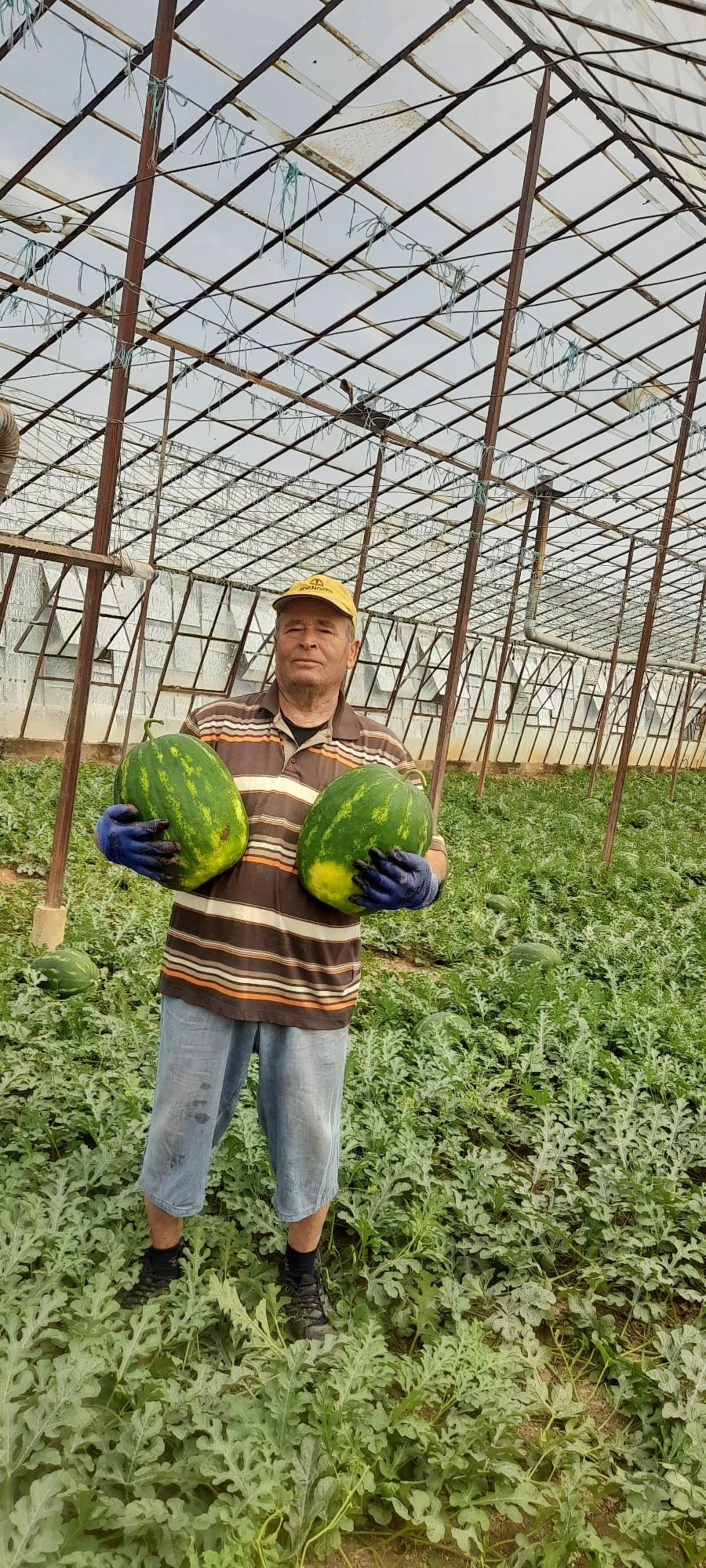 Sezonun erkenci ilk karpuzu: Kilosu bakın ne kadar 2