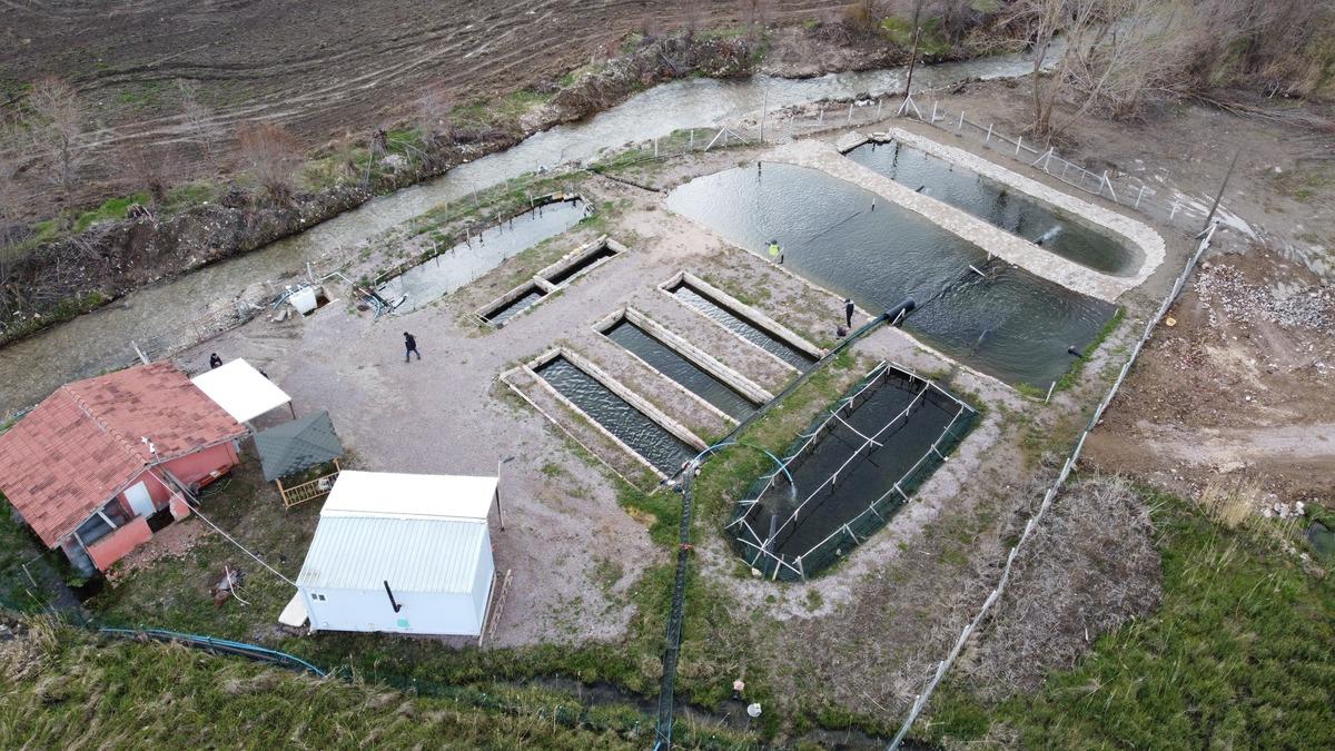 Kaynak suyunda yetişiyor, 300 liraya satılan balık için talep patladı 2