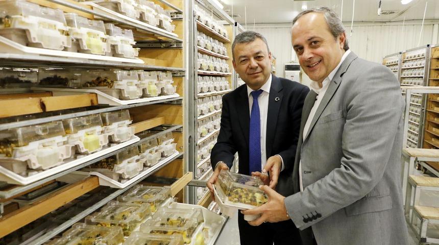Antalya'dan dünyaya arı ihracatı