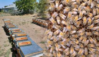 'Gen&ccedil;lik iksiri, s&uuml;per gıda' olarak biliniyor