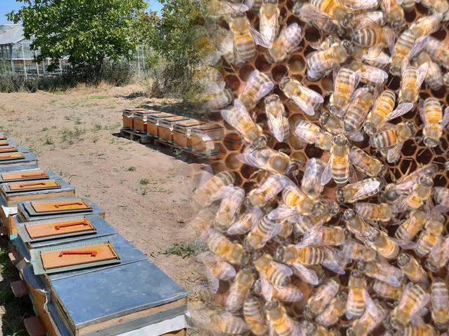 'Gen&ccedil;lik iksiri, s&uuml;per gıda' olarak biliniyor: Bilinmeyenler ortaya &ccedil;ıktı