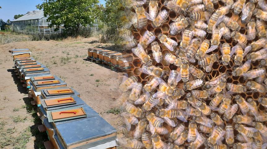 'Gen&ccedil;lik iksiri, s&uuml;per gıda' olarak biliniyor: Bilinmeyenler ortaya &ccedil;ıktı