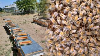 'Gençlik iksiri, süper gıda' olarak biliniyor: Bilinmeyenler ortaya çıktı