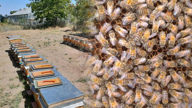 'Gençlik iksiri, süper gıda' olarak biliniyor: Bilinmeyenler ortaya çıktı