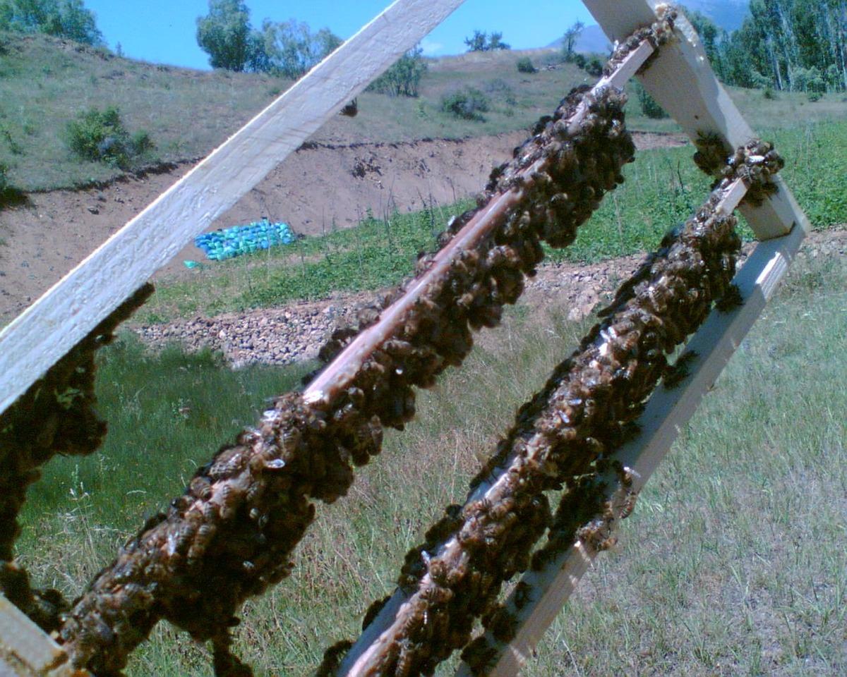  Gen&ccedil;lik iksiri, s&uuml;per gıda  olarak biliniyor: Bilinmeyenler ortaya &ccedil;ıktı 1