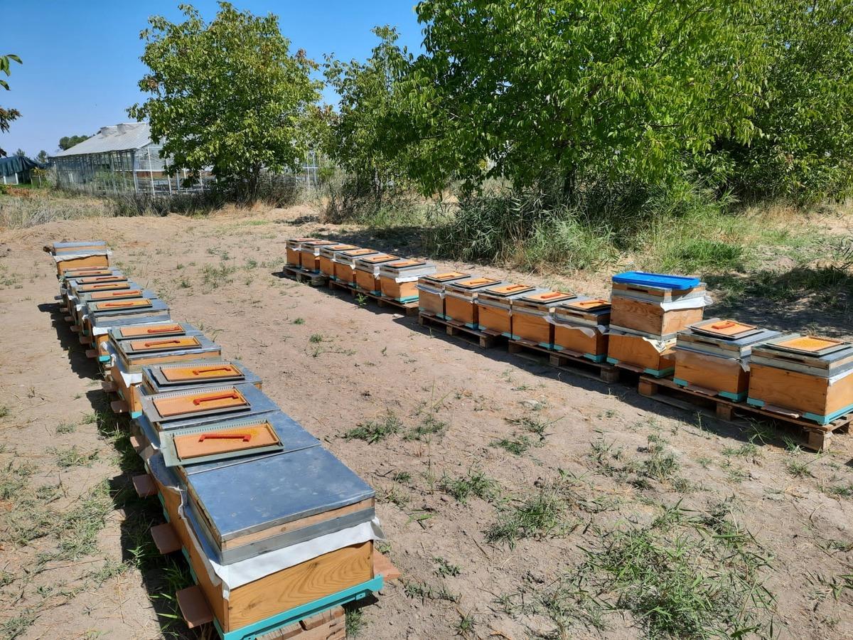  Gen&ccedil;lik iksiri, s&uuml;per gıda  olarak biliniyor: Bilinmeyenler ortaya &ccedil;ıktı 2