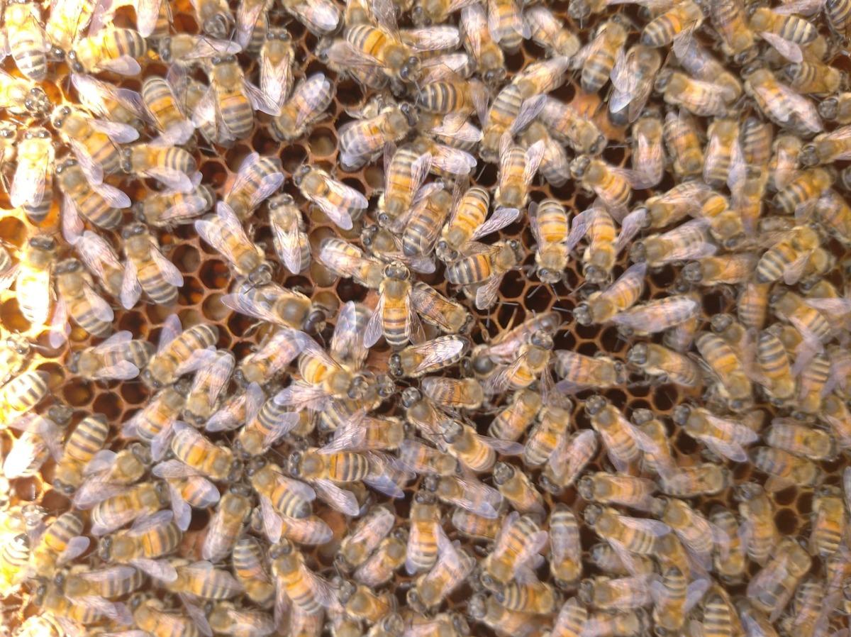  Gen&ccedil;lik iksiri, s&uuml;per gıda  olarak biliniyor: Bilinmeyenler ortaya &ccedil;ıktı 3