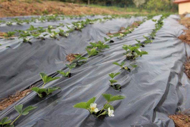 Meyve bile vermeden hepsi satıldı G3