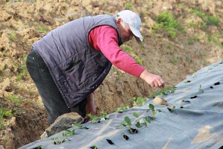 Meyve bile vermeden hepsi satıldı G4