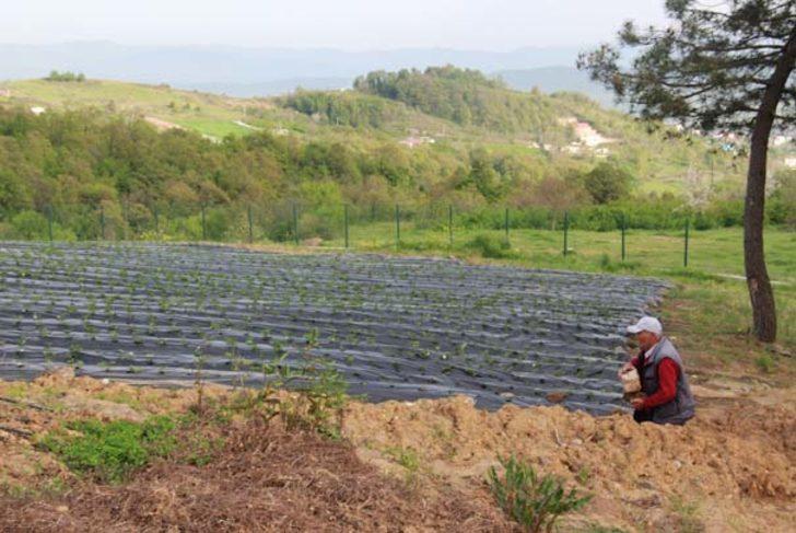 Meyve bile vermeden hepsi satıldı G5