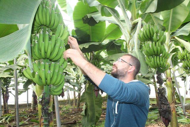 Mut’ta çiçek muz sezonu başladı