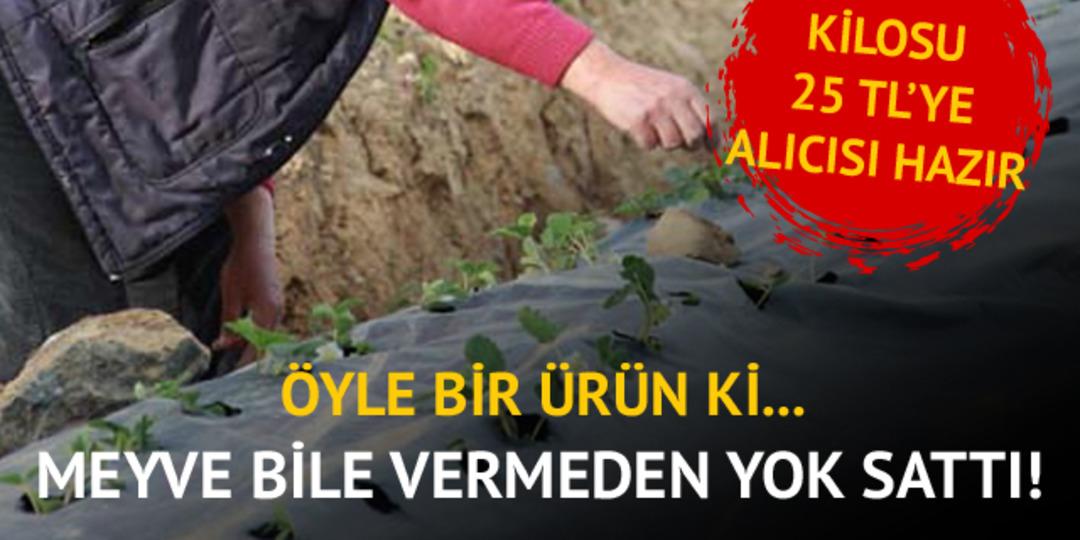 Meyve bile vermeden hepsi satıldı
