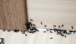 Karınca istilasına 1 g&uuml;nde &ccedil;&ouml;z&uuml;m! Bu kokudan ka&ccedil;ıyorlar