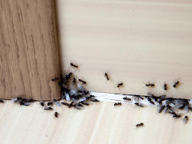 Karınca istilasına 1 g&uuml;nde &ccedil;&ouml;z&uuml;m! Bu kokudan ka&ccedil;ıyorlar