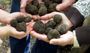 T&uuml;rkiye'den topladığı tr&uuml;f mantarlarını Avrupa'ya g&ouml;nderiyor