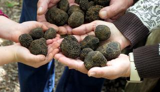 T&uuml;rkiye'den topladığı tr&uuml;f mantarlarını Avrupa'ya g&ouml;nderiyor