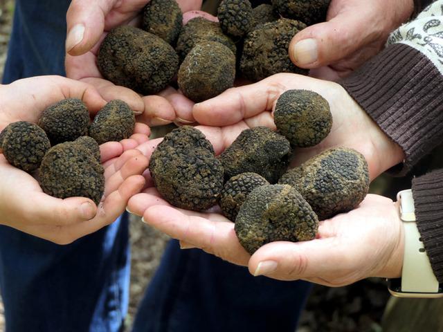 T&uuml;rkiye'den topladığı tr&uuml;f mantarlarını Avrupa'ya g&ouml;nderiyor