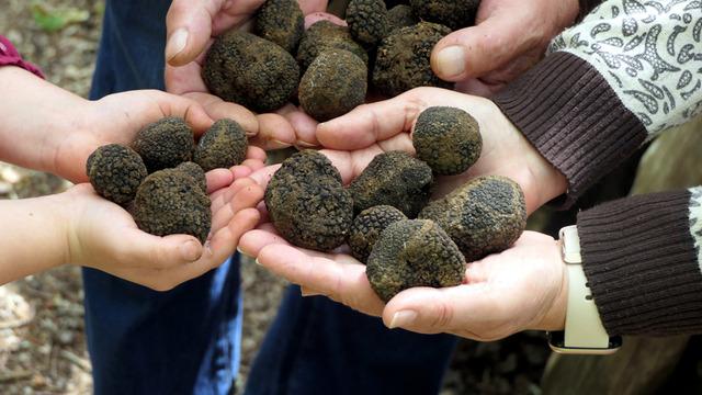 Türkiye'den topladığı trüf mantarlarını Avrupa'ya gönderiyor