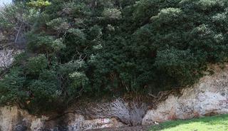 4 bin yıllık doğa mucizesi! Baharla birlikte ziyaret&ccedil;i akını başladı