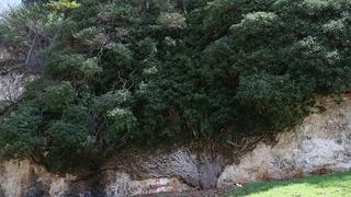 4 bin yıllık doğa mucizesi! Baharla birlikte ziyaretçi akını başladı